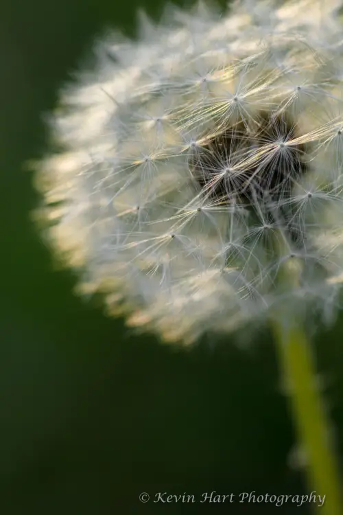 Dandelion closeup