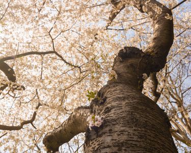 "Reaching Up": Pink blossoms of a cherry tree in springtime reach for the sky from Longwood Gardens in Kennett Square, PA.