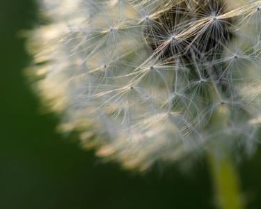 A dandelion turns to seed in the setting sun.