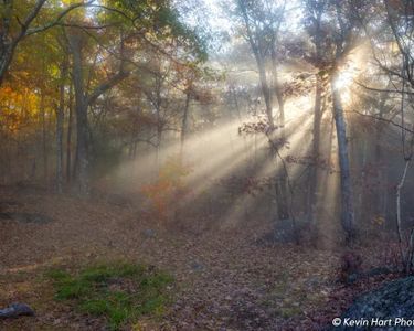 "Lighting the Way" - The rising sun illuminates a path through the foggy forest. Walpole, NH.