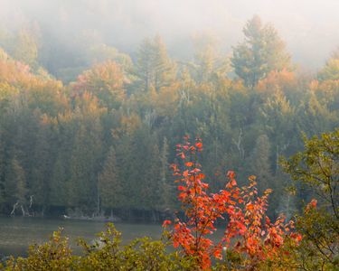 "Misty Morning Pop" - Early autumn reds pop out against misty morning light along Lake Elligo in Craftsbury, VT.