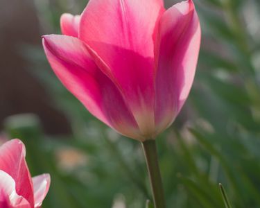 "Elegance": A tulip blooms in the spring sun.