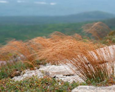 "Keep Ridge III" - Alpine grasses sway in the increasingly strong winds.