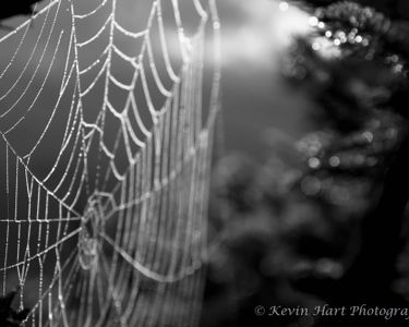 "Intricacy" - Morning dew shows off the intricate handiwork of a spider on top of the Worcester Range in Stowe, VT.