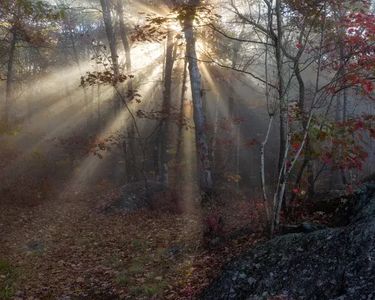 "Awaken" - The morning sun bursts through a foggy forest in New Hampshire.