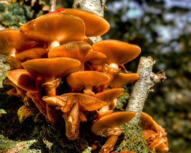 "The Faerie Den": Honey mushrooms found on Mt. Elmore, VT.