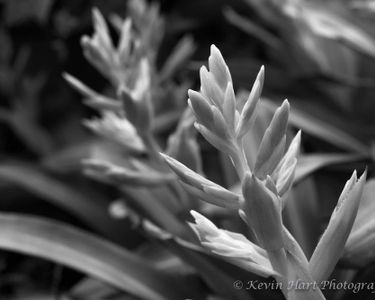 "Reflections in the Garden" - Longwood Gardens, Kennett Square, PA.