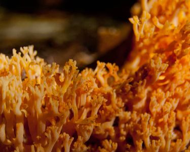 A coral mushroom found in Vermont.