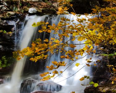 "Flowing Past Autumn" - Golden Foliage at B. Reynolds Falls in Rickett's Glen State Park, PA.