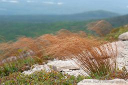 Helon Taylor Trail: The alpine grasses blowing in the increasingly strong wind. The diffused light from the cloudy sky is perfect for retaining the colors of a landscape.
