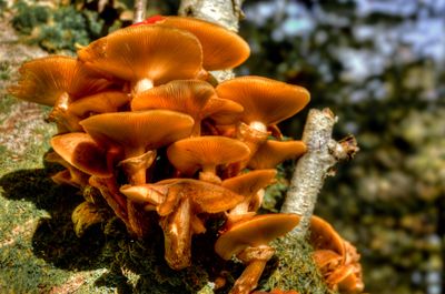 The Faerie Den: Honey mushrooms found on Mt. Elmore, VT.
