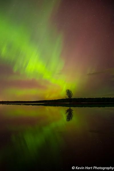 A stream of green aurora colors rises from a single tree by a body of water.