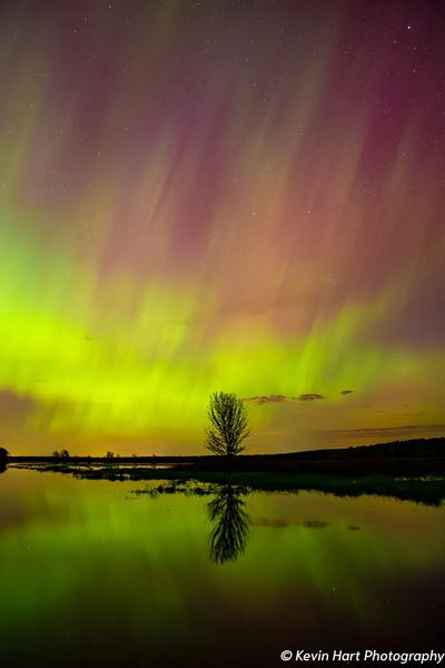 Green and magenta pillars over a single tree and its reflection.