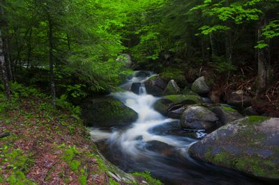 "The Song of the Stream": Coldwater Brook in Groton State Forest, Vermont.